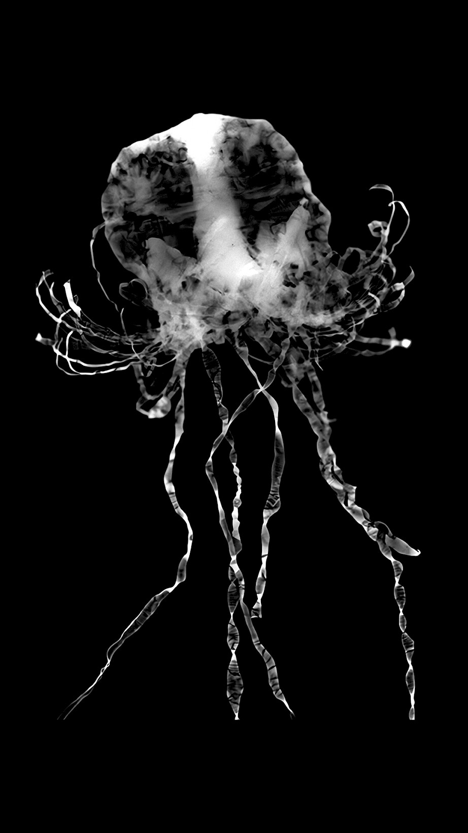 Jellyfish Photogram Series: Reprised (2019). 8” x 10” inches. Developed photogram.